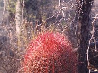 Ferocactus gracilis (Catavina, BC, Mexico) ©JLcoll.1695.jpg